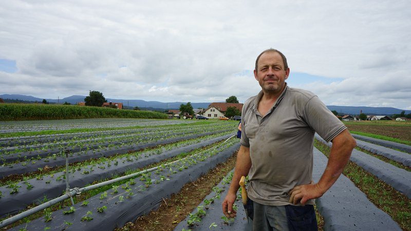 Erdbeeren anbauen: Nach der Ernte ist vor der Ernte