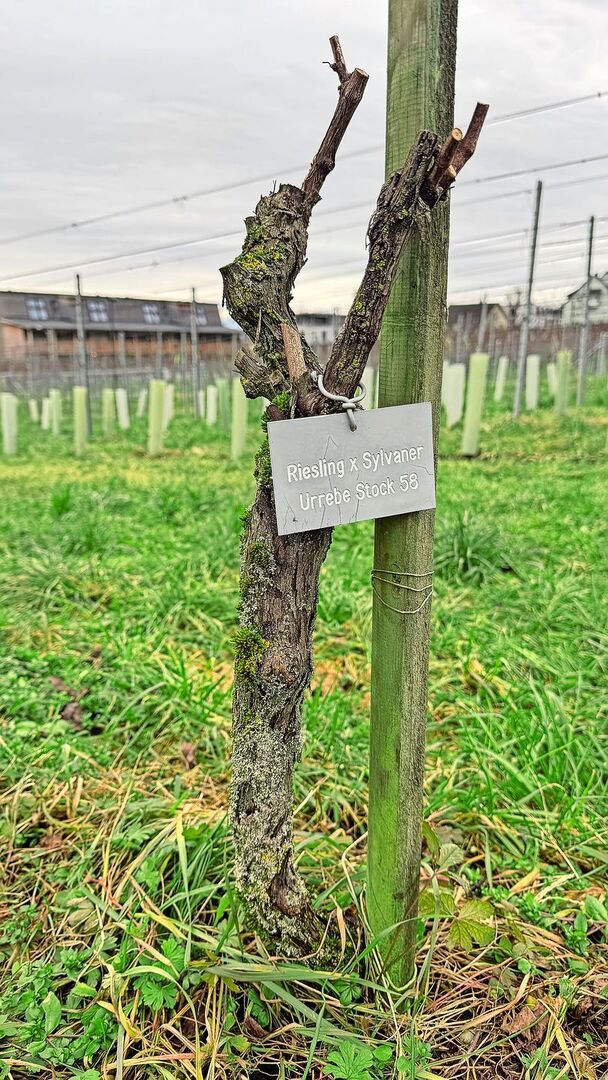 Er wächst nach wie vor an den Hängen des Zürichsees: der «Urstock 58», die erste Müller-Thurgau-Rebe.