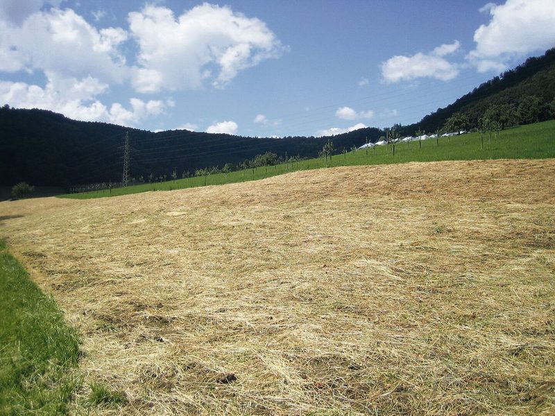 Das verteilte Schnittgut deckt den Boden ab, was gute Keimbedingungen und Schutz vor Erosion bringt.