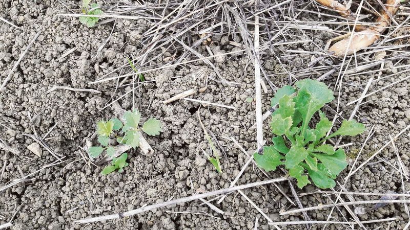 Die Keimlinge aus der Mahdgutübertragung sind lokale Ökotypen uns somit optimal an den Standort angepasst.