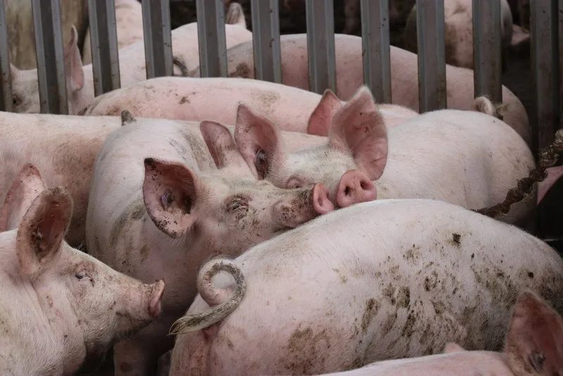 Wie Schweine ihre Umwelt sehen, fühlen, schmecken, hören und vor allem riechen