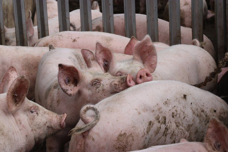 Wie Schweine ihre Umwelt sehen, fühlen, schmecken, hören und vor allem riechen