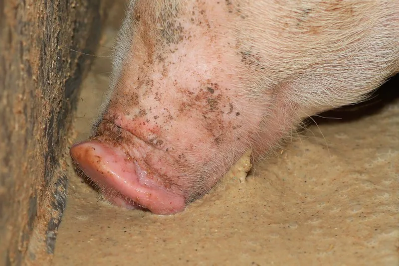 Wie Schweine ihre Umwelt sehen, fühlen, schmecken, hören und vor allem riechen