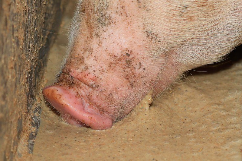 Wie Schweine ihre Umwelt sehen, fühlen, schmecken, hören und vor allem riechen