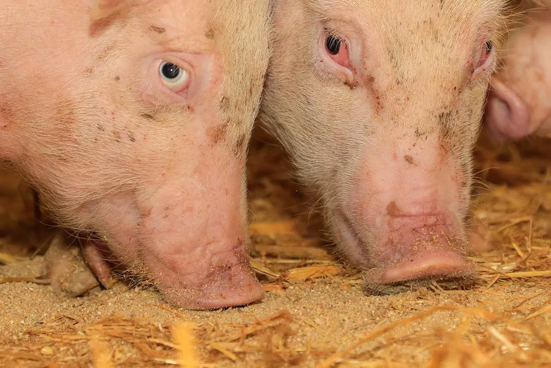 Wie Schweine ihre Umwelt sehen, fühlen, schmecken, hören und vor allem riechen