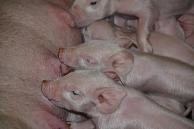 Wie Schweine ihre Umwelt sehen, fühlen, schmecken, hören und vor allem riechen