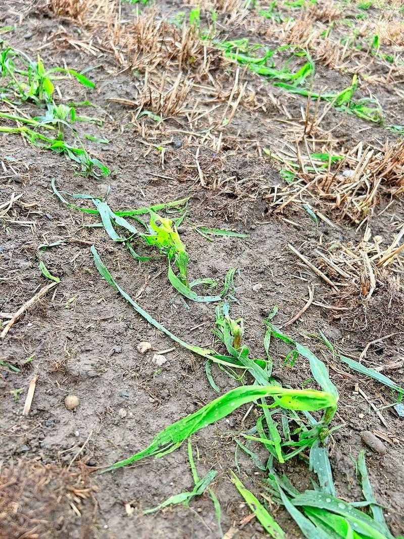 Neben dem Brotweizen fügte der Hagel auch dem Mais Schaden zu. Viel mehr als finanziell schmerze Glur der Schaden emotional.
