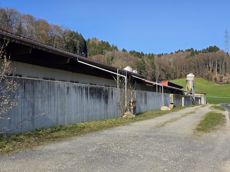 Suisseporcs-Präsident am Pranger: Besuch bei Bernhards in Alchenstorf