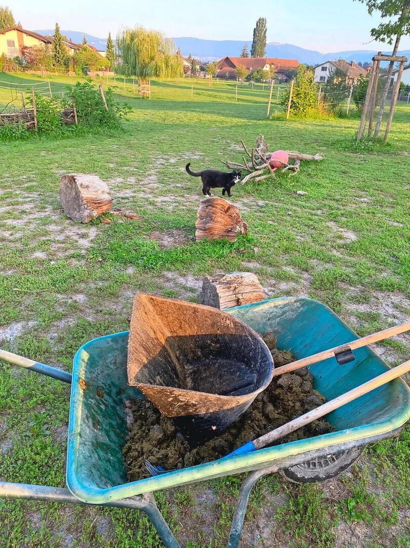 Regelmässiges Abmisten von Pferdeweiden ist wichtig, damit das Gras unter den Kothaufen nicht kaputtgeht und Lücken für den Scharfen Hahnenfuss bildet.