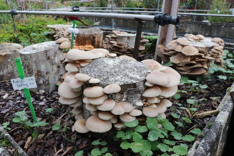 Speisepilze gedeihen mit Fachwissen und Geduld auch im Hausgarten