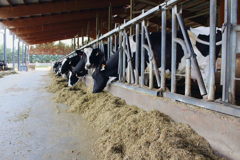HAFL-Studierende zu Besuch beim ursprünglichen Parmesan