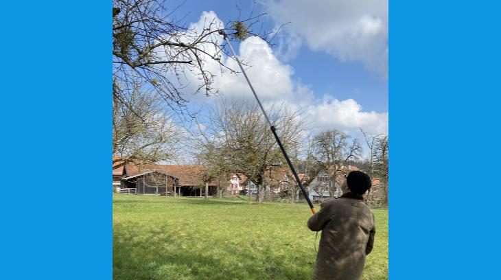 Mistelpflanzen müssen vom Baum geschnitten werden, um sie langfristig zu entfernen. Dies klappt mit einer Teleskop-Baumschere mit klappbarem Schneidkopf. (Bild Katrin Erfurt)