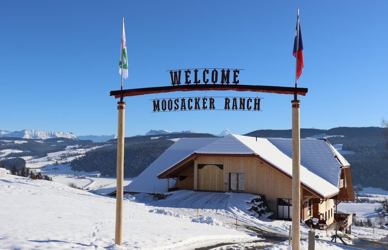Diese Kühe bringen ein bisschen Texas im Emmental