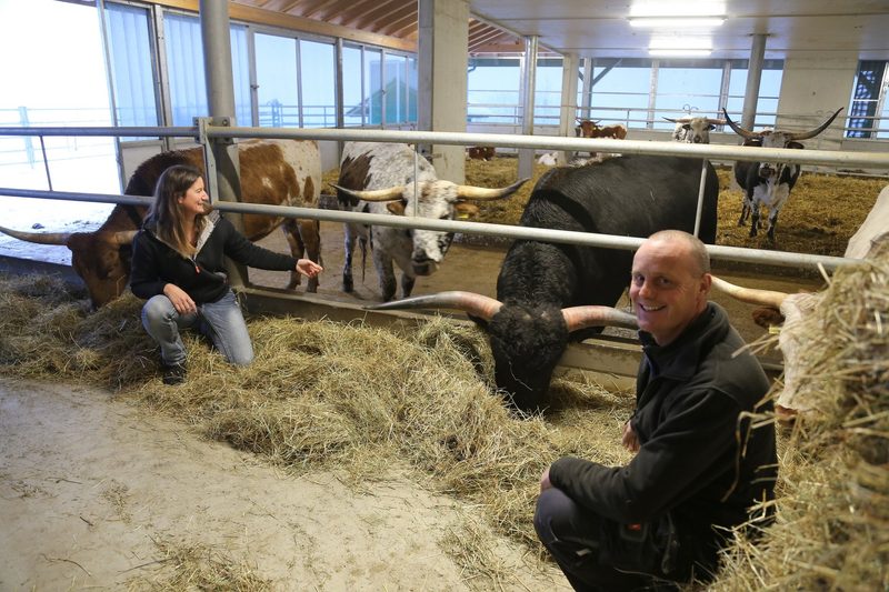 Diese Kühe bringen ein bisschen Texas im Emmental