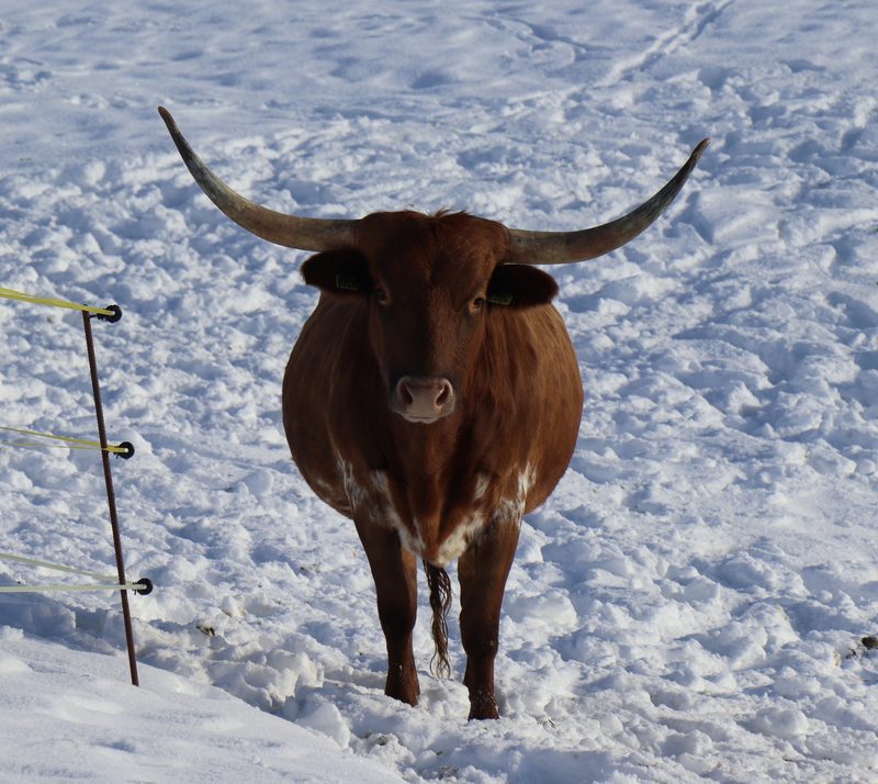 Diese Kühe bringen ein bisschen Texas im Emmental
