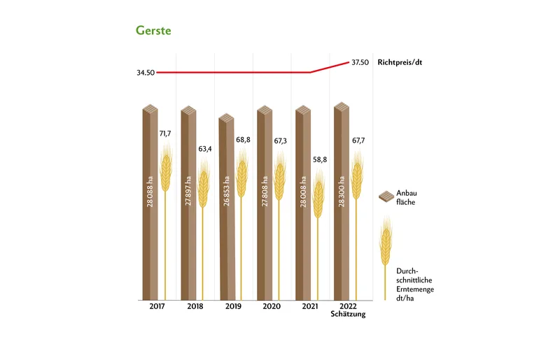 Für die Gerste herrschten ähnliche Erntebedingungen wie für den Weizen. Die Anbauflächen blieben ziemlich stabil und es werden höhere Erträge als 2021 erwartet.