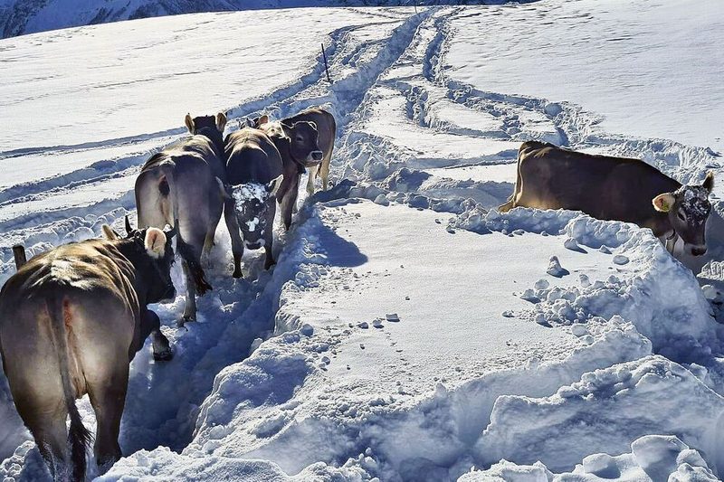 «Schneetraining» der Rinder auf 1600 Metern über Meer für die Zügelten ins Tal.