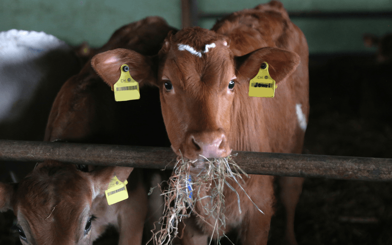 Swiss-Beef-Präsident Franz Hagenbuch: «10 000 Banktiere trotz Haltung in Tierwohl-Ställen nicht im Label abgesetzt»