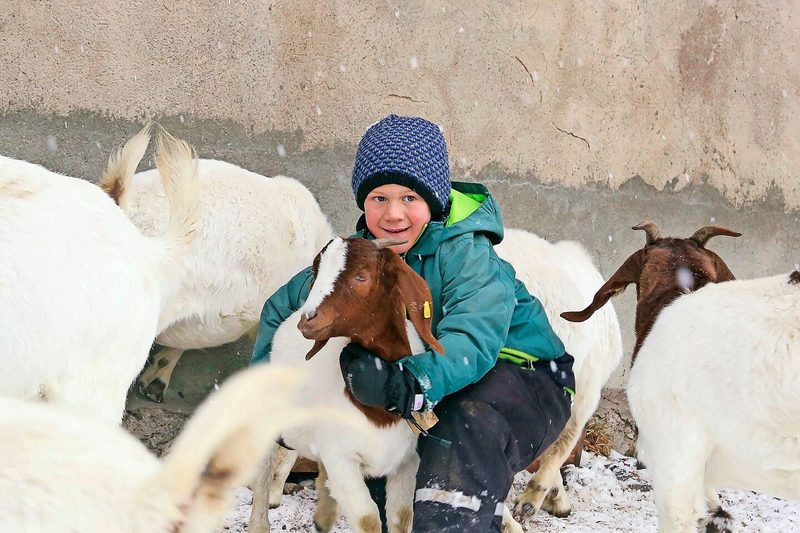 Der sechsjährige Ziegenzüchter Fabio wünscht sich vom Christkind ein Trycheli für seine Geiss.