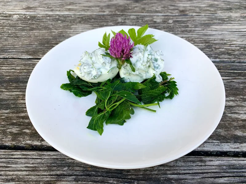 Der Giersch ist im Garten zwar unerwünscht, aber gesund