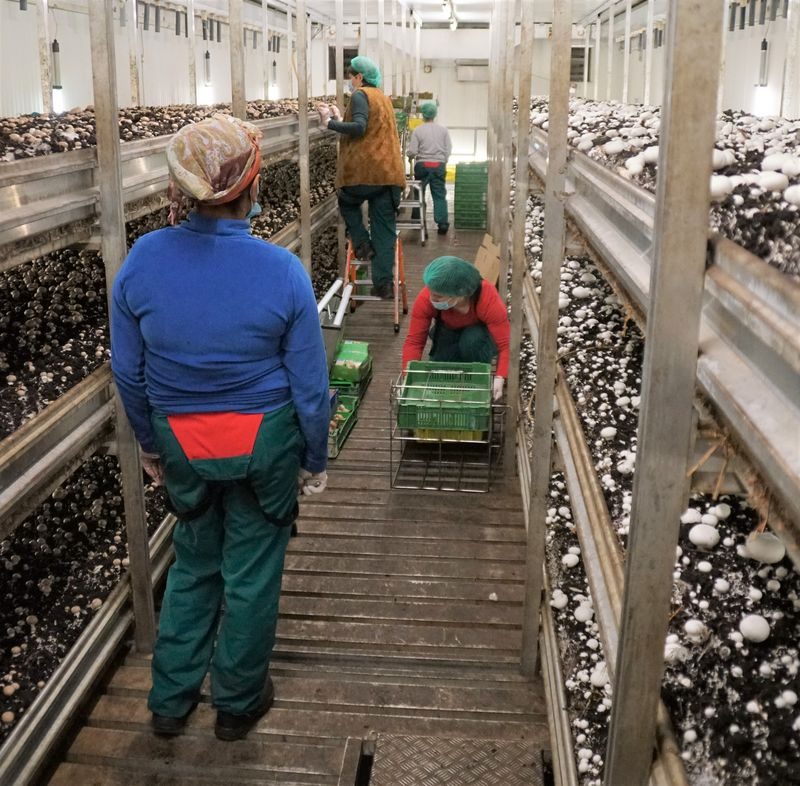 Einblick in die Champignons-Produktion: Die Kunst des Pilz-Pflückens