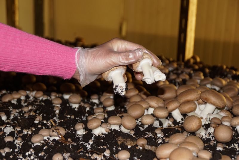 Einblick in die Champignons-Produktion: Die Kunst des Pilz-Pflückens