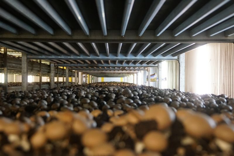 Einblick in die Champignons-Produktion: Die Kunst des Pilz-Pflückens