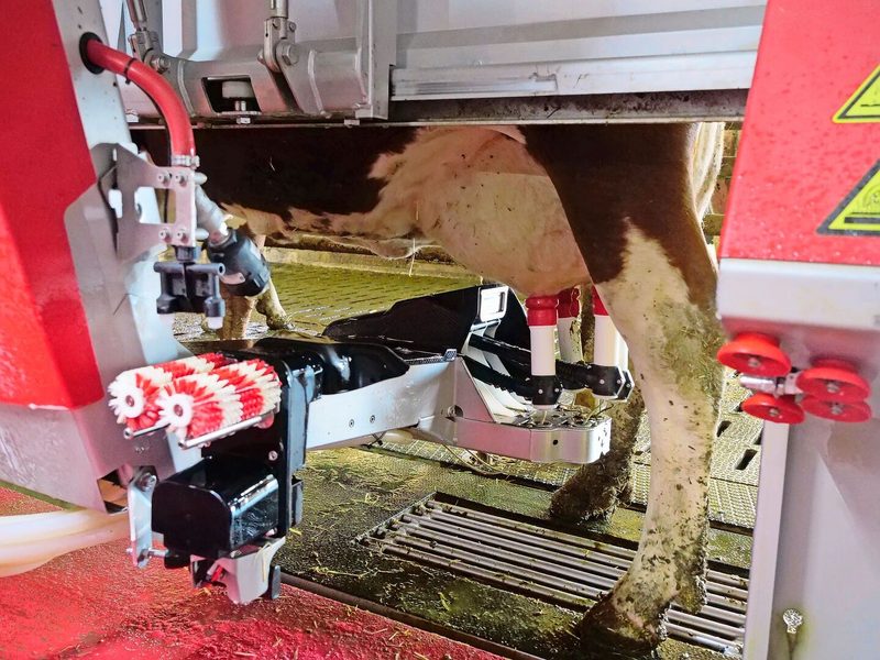 Einige Kühe brauchten eine Weile, um sich an den Melkroboter zu gewöhnen. Doch nach drei Wochen gingen auch die letzten eigenständig in den Roboter.