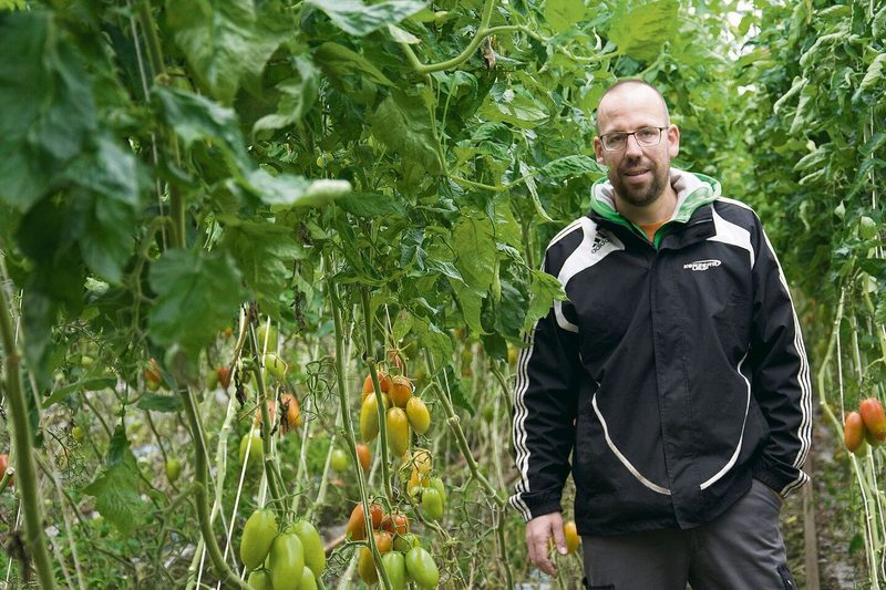 Michael Moser in einem seiner Gewächshäuser, wo allerlei Tomatensorten hors-sol, also in Nährlösung, angebaut werden.