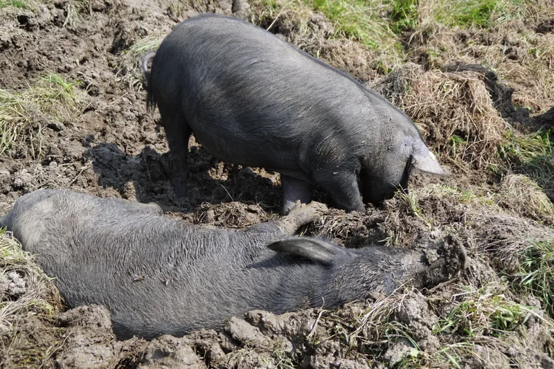 Die Sauen graben sich im Sommer dort, wo es feucht ist, Löcher. Sie suhlen darin, um sich abzukühlen und ihre Haut durch eine Schlammschicht vor Insektenstichen zu schützen. Bild: Michael Götz