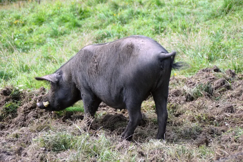 Die Sauen des Hofs «Morgarot» erhalten Gemüse-Rüstabfälle – hier vertilgen sie Zuchhetti –, aber kein Kraftfutter. Bild: Michael Götz