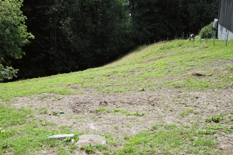 Diese Wiese haben die Schweine umgewühlt, der Landwirt eingeebnet und eingesät. Die Schweine vertilgen Wurzeln des Hahnenfusses, Engerlinge und zerstören Mausgänge. Bild: Michael Götz
