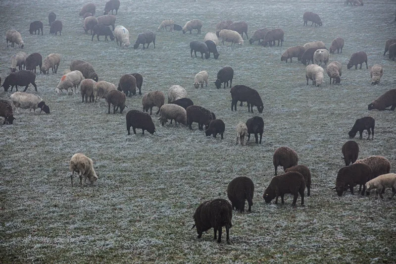 Wanderschäfer Ernst Vogel setzt auf Kreuzungen zwischen Robustrassen und Fleischrassen. Bild: Pia Neuenschwander
