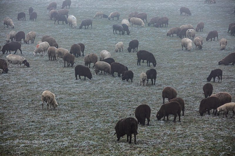 Wanderschäfer Ernst Vogel setzt auf Kreuzungen zwischen Robustrassen und Fleischrassen. Bild: Pia Neuenschwander