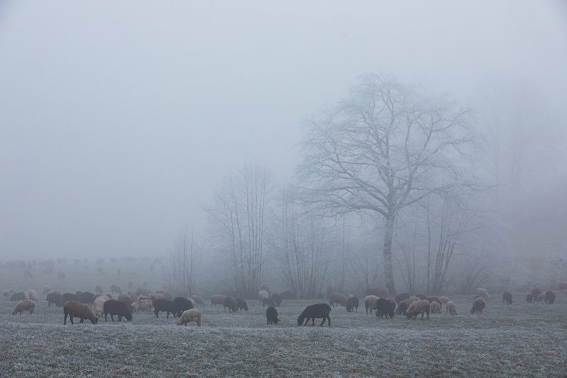Die Schafe überweiden während der Wanderzeit rund 13'000 ha. Bild: Pia Neuenschwander
