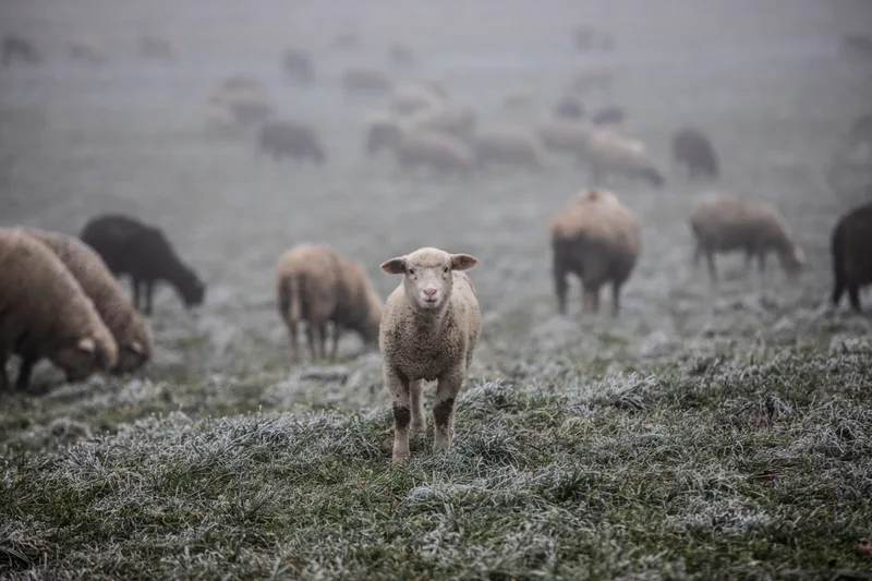 Die Wanderschäfer zäunen die 1000 Schafe über Nacht ein und übernachten Zuhause. Bild: Pia Neuenschwander