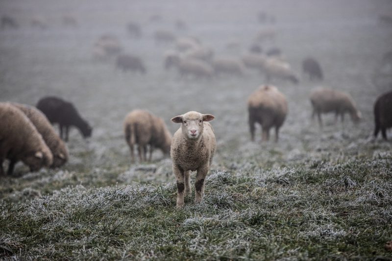 Die Wanderschäfer zäunen die 1000 Schafe über Nacht ein und übernachten Zuhause. Bild: Pia Neuenschwander