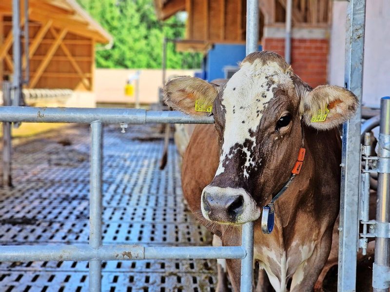 Blüem-Kühe gibt es in so vielen Ausführungen, wie es Tiere gibt. Jede von ihnen ist ein Unikat.