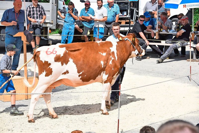 Solche Kühe wünscht man sich: Die bestausgewiesene Rain’s Semino Alexa von Niklaus Neukomm, Horboden, galt 4670 Franken.