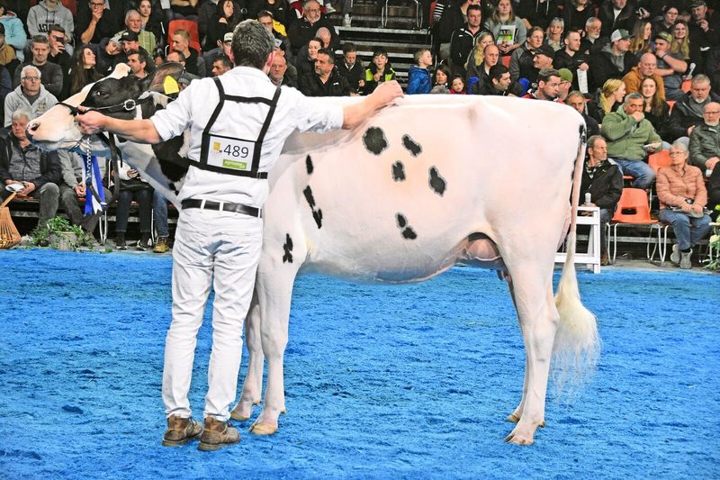 In der starken Abteilung fünf sicherte sich Fankis Chief Amyly von Martin Fankhauser aus Burgistein den zweiten Platz.