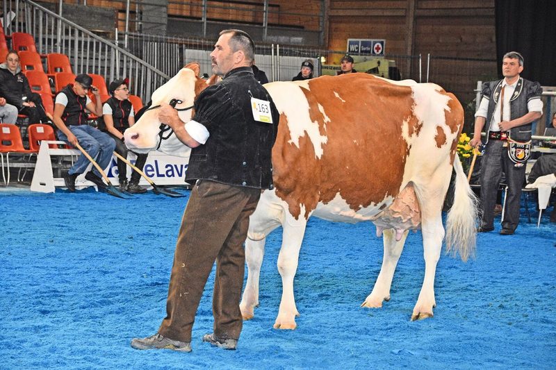 Die älteste Kuh und mit 108 864 kg Lebensleistung: Schönegg Volvic Lara von Niklaus und Isabelle Berger, Burgistein.