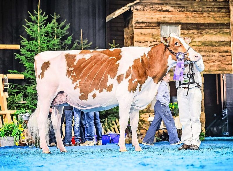 Grande Championne bei den Red Holstein: Ptit Coeur Atomic Pastille von Roger Frossard aus Les Pommerats.