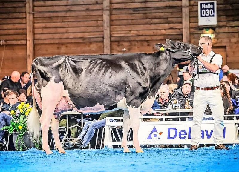 Sie gewann souverän die Holsteinschau: Longeraie Armagedon Gentiane von Nicolas Tomare aus Treyvaux.