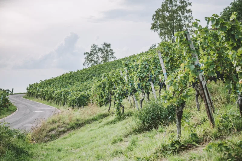 Janine Witzig: Winzerin fast wider Willen