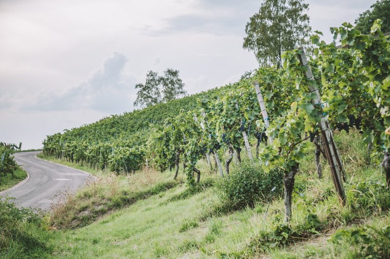 Janine Witzig: Winzerin fast wider Willen