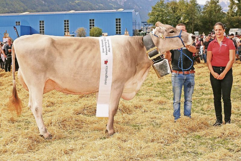Brown-Swiss-Miss wurde Global View Superstar Hollywood von Simon Gisler, Haldi b. Schattdorf.
