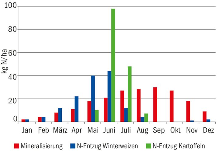 N-Mineralisierung und N-Entzug decken sich nicht. Darum braucht es eine N-Düngung zur Bedarfsdeckung.