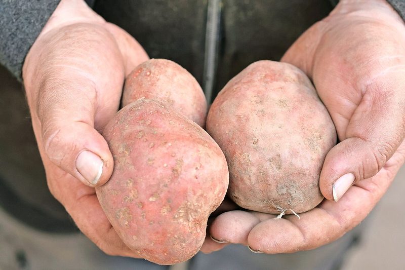 Die rotschalige Cereza überzeuge dank ihrer Kraut- und Knollenfäuleresistenz und ihrem Geschmack.