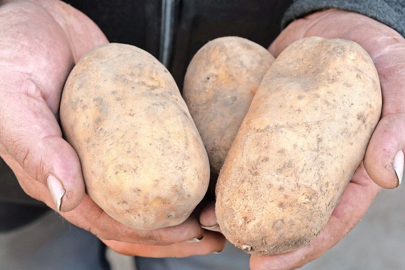 Die gelbschalige Jelly: «Damit kannst du einen super Kartoffelstock machen», sagt Christian Roth.