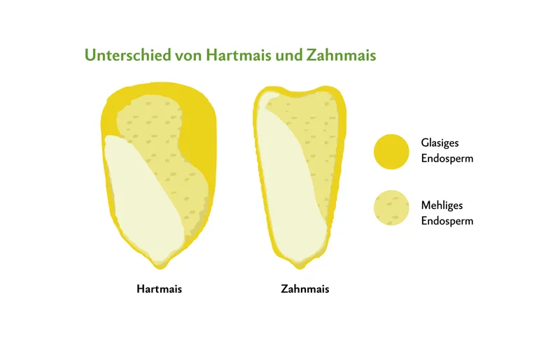 Hartmais hat einen höheren Anteil an glasigem Endosperm als Zahnmais, wodurch die Stärke schlechter herausgelöst werden kann.